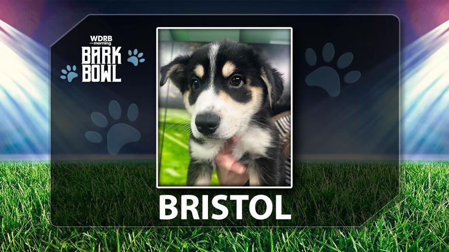 WDRB BARK BOWL - Bristol the Puppy