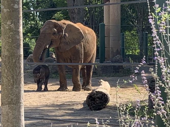 LOUISVILLE ZOO - BABY ELEPHANT DEBUT - MIKKI - 9-5-19  (2).jpg