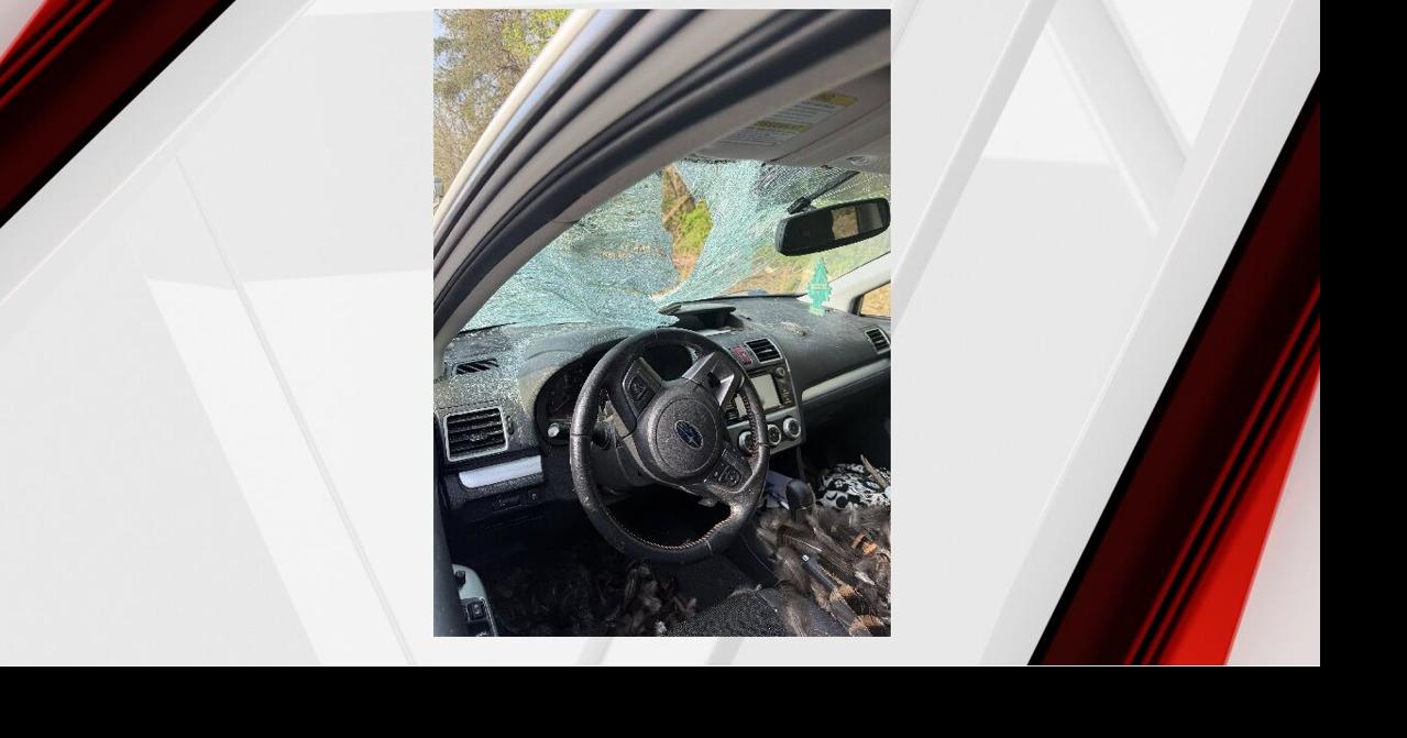 Turkey crashes into windshield, hits driver on highway in Clark County