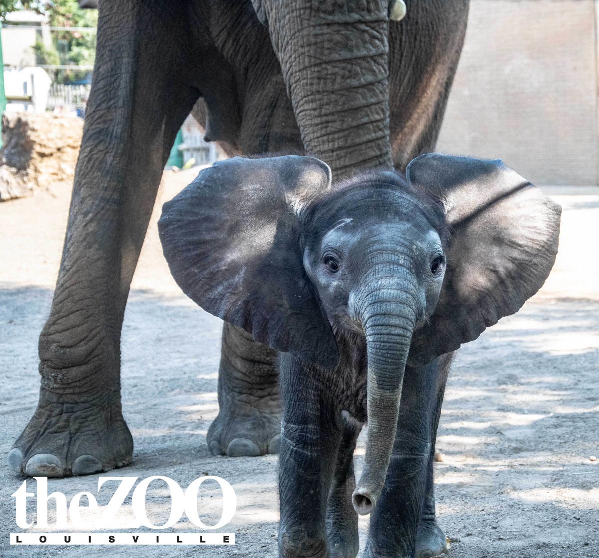 Louisville Zoo introduces &#39;Fitz Weatherproof Plan&#39; for elephant calf viewing | News | www.semadata.org