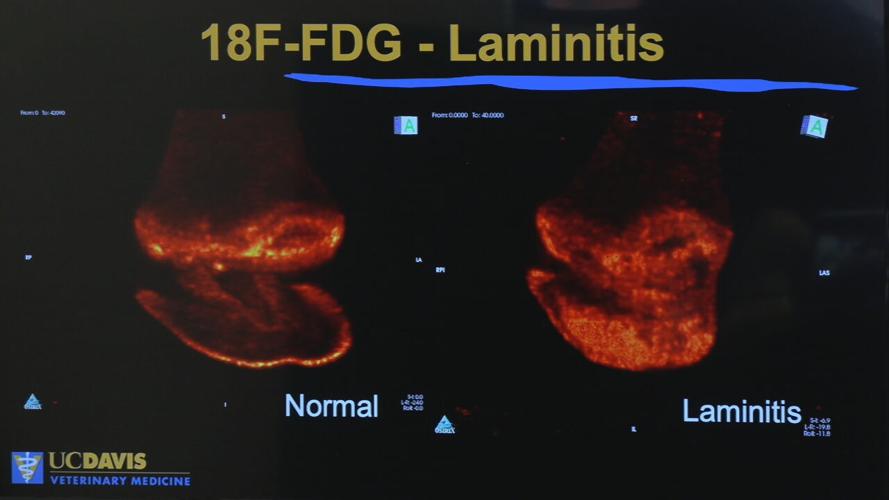 CHURCHILL EQUINE PET IMAGING
