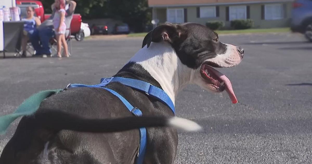 Kentucky Humane Society looking for next class of models for 2026 ...