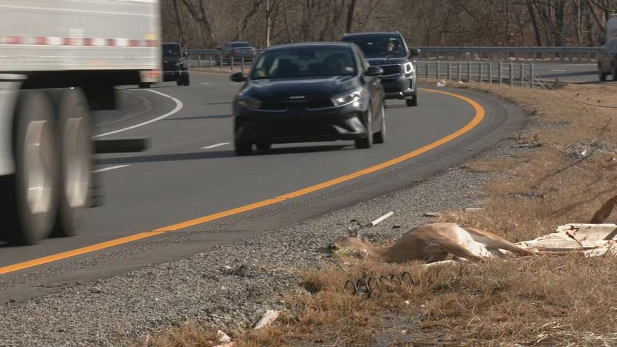 Dead deer on Kentucky highway