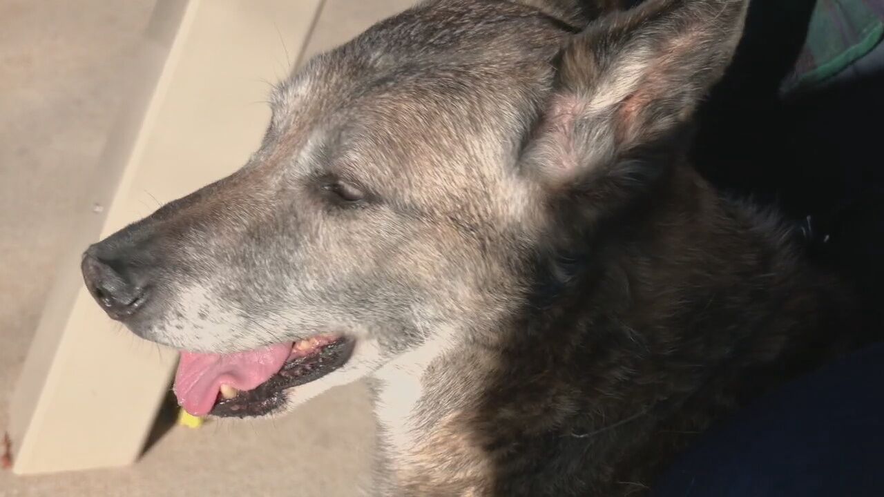 17-year-old retired LMPD K9 living life to the fullest | Local News |  wdrb.com