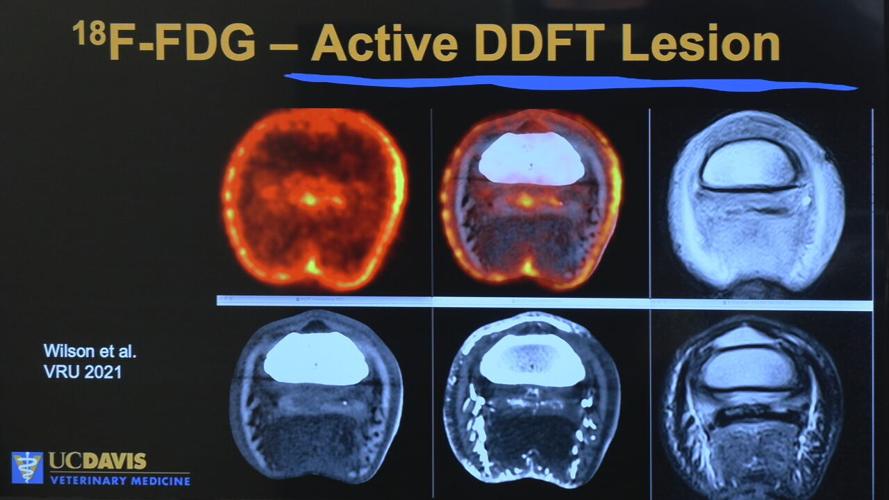 CHURCHILL EQUINE PET IMAGING