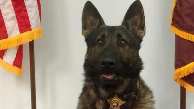 Diesel, a police K9 for the Bartholomew County Sheriff's Department (Indiana)