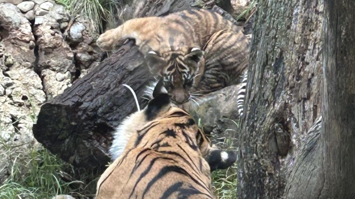 New tiger cub debuts at Louisville Zoo - 10.1.24