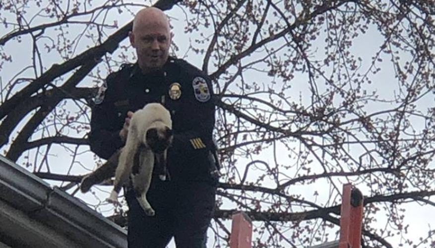 LMPD cat rescue 3-14-19