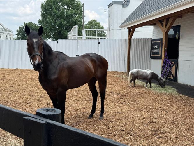 A retired race horse at Kentucky Derby Museum.jpeg