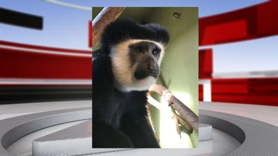 Colobus monkey zoo.jpg