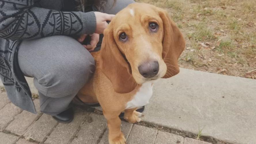 Southern Indiana basset hound spreads joy around country