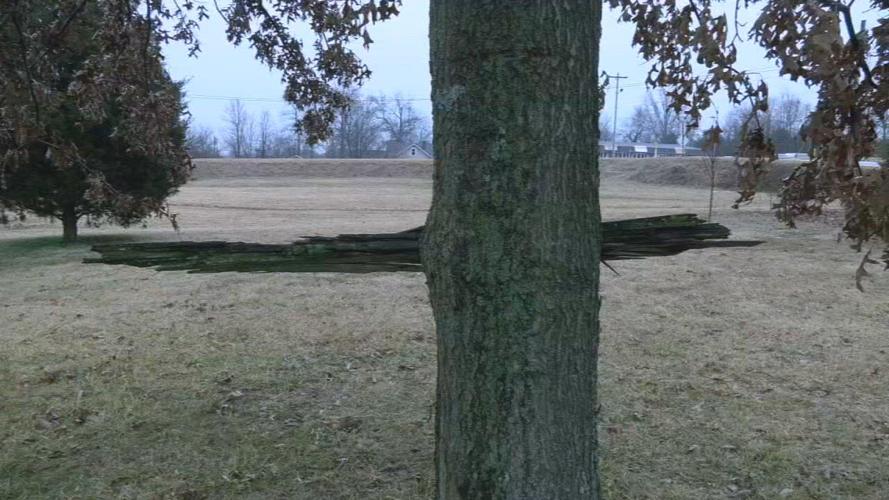 Dietrichs' limb through tree trunk current.jpeg