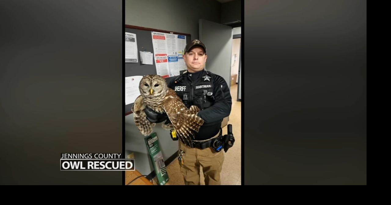 Wildlife rescue | Injured owl saved by southern Indiana sheriff's deputy
