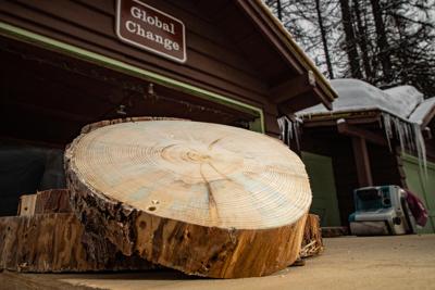 How scientists use 'tree cookies' and 'root cookies' to study ecosystems