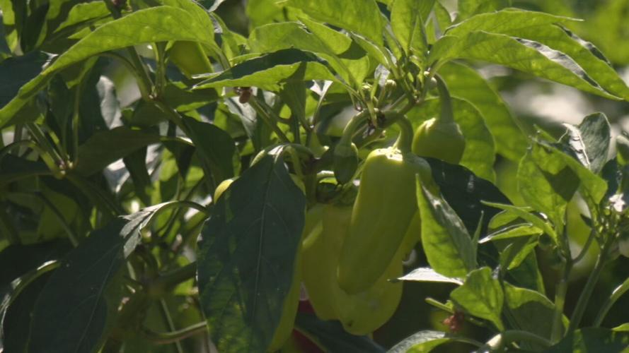 Peppers growing at Hope Community Farm garden at Iroqouis site.jpeg
