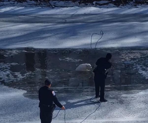 Dino the dog stuck in icy river in North Vernon Indiana - 1.31.25