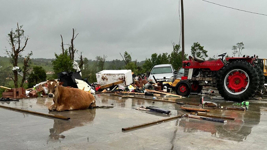 Cow in debris in Washington County after severe storms