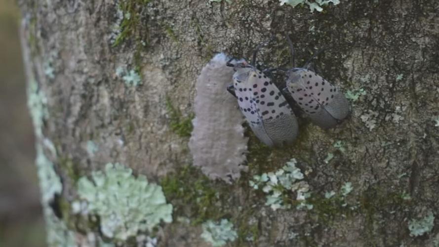 Spotted lanternflies on tree