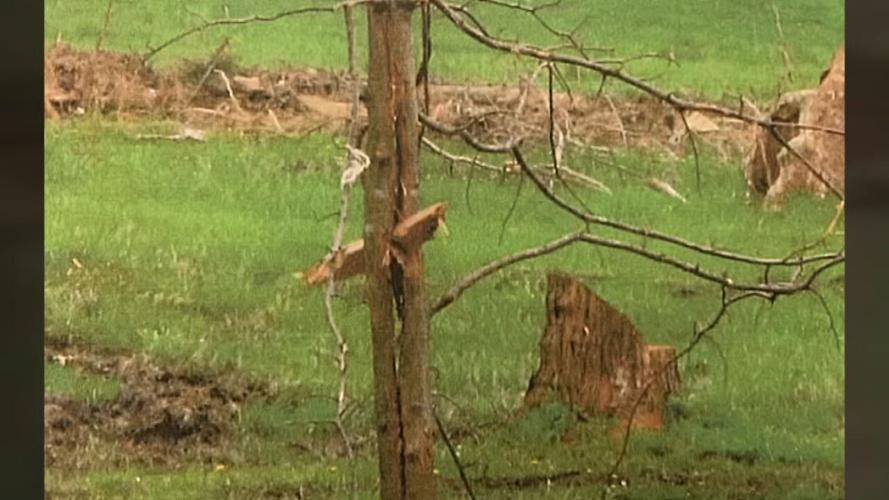 Dietrichs' limb through tree trunk.jpeg