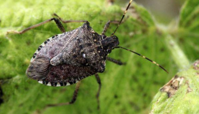 Invasion of the Stink Bug