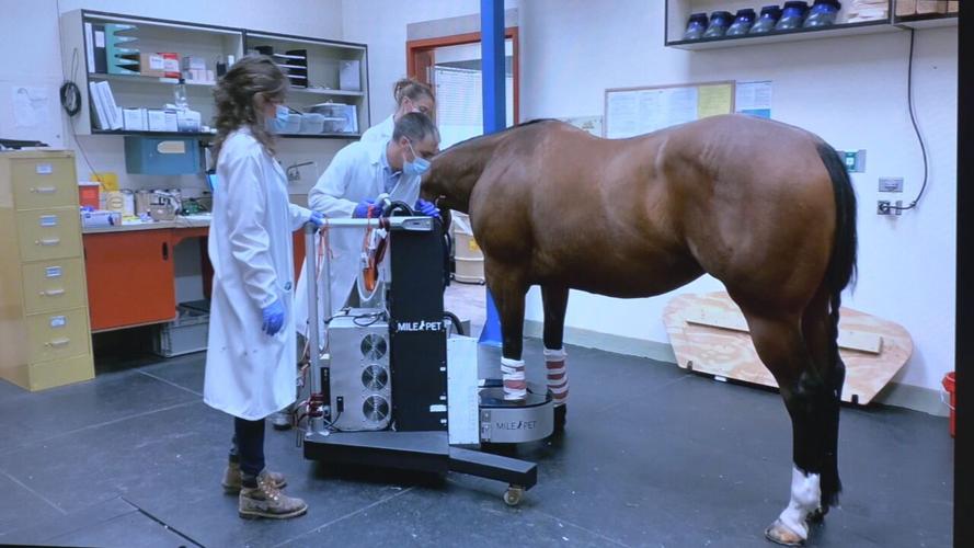 CHURCHILL EQUINE PET IMAGING