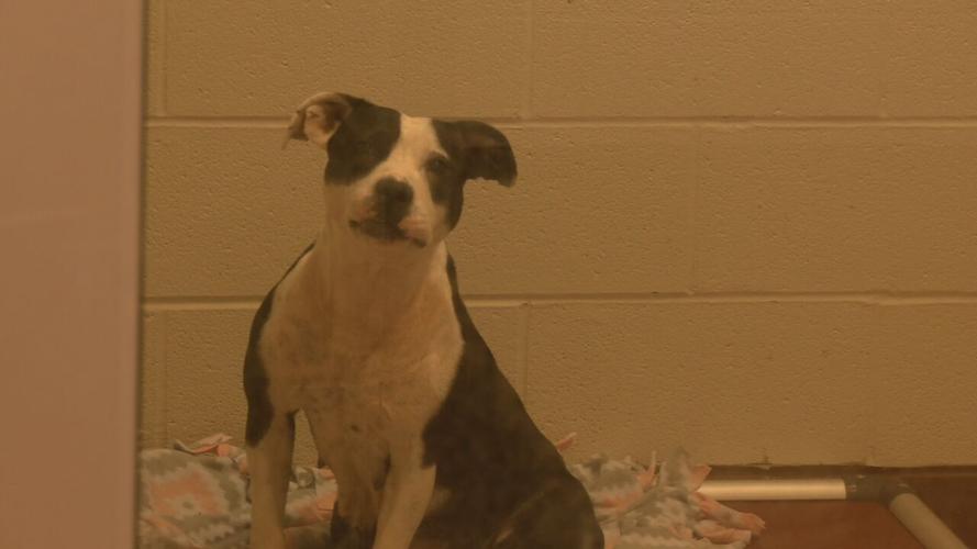 METRO ANIMAL SERVICES FREE PET ADOPTIONS.jpeg