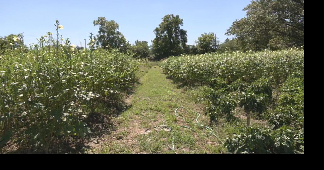 Vision for new Iroquois housing development leaves community gardens