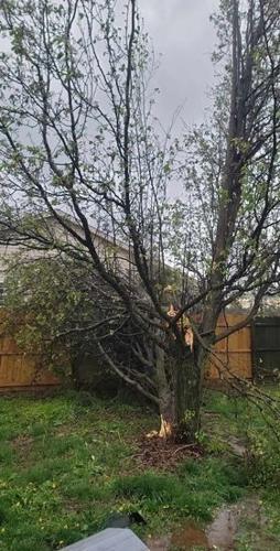 Tornado damage in Boulder Creek sub. in Jeff, Ind. - 4.2.24