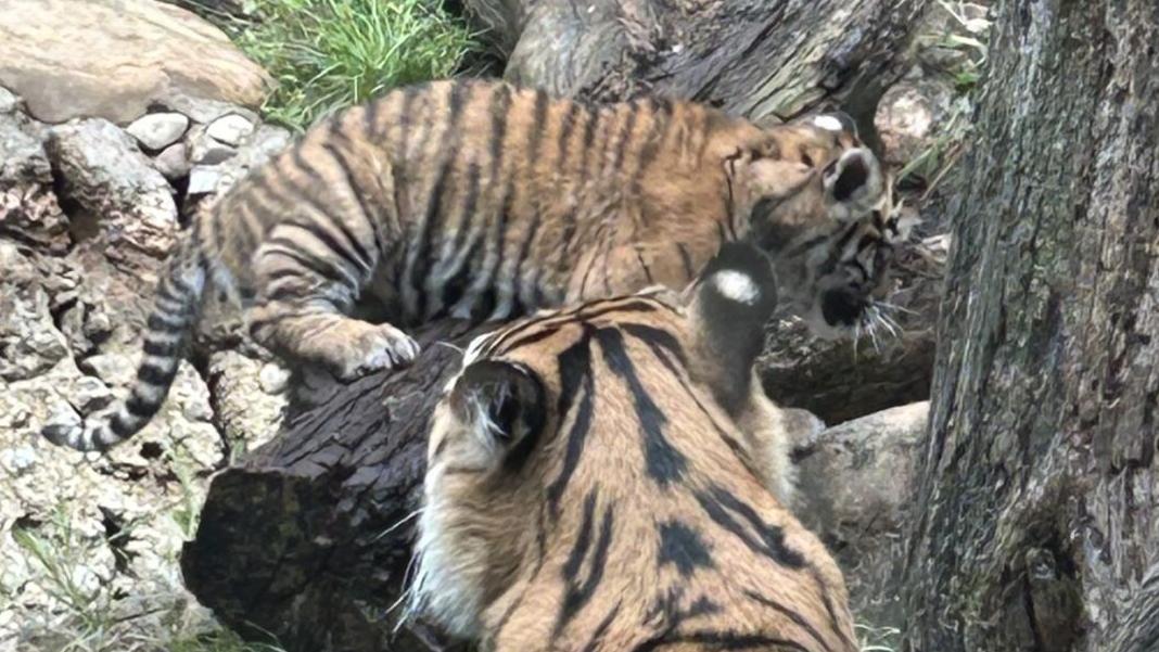 New tiger cub debuts at Louisville Zoo - 10.1.24