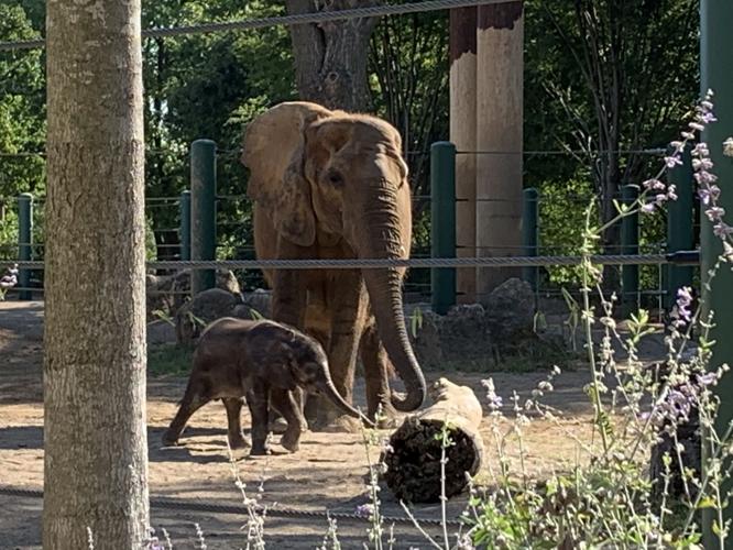 LOUISVILLE ZOO - BABY ELEPHANT DEBUT - MIKKI - 9-5-19  (3).jpg
