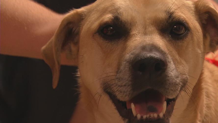 Pleasant Ridge Park High School eases student stress with newest addition