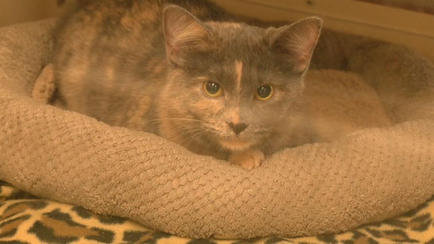 METRO ANIMAL SERVICES FREE PET ADOPTIONS.jpeg