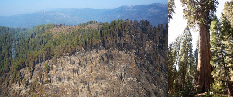 wx082326FireDamagedSequoia.png