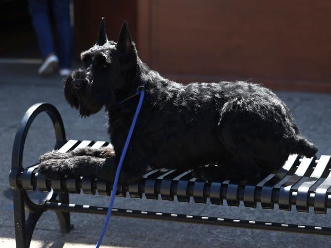 Dog at Bock Fest.JPG