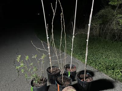 TreeFest