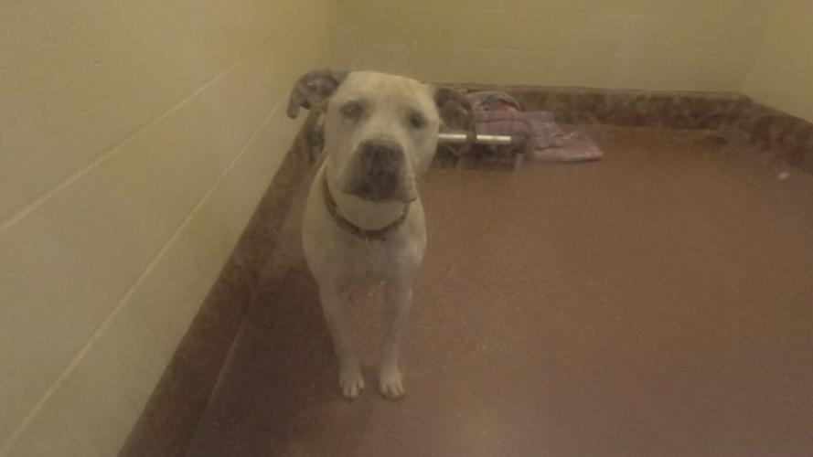Dog at Louisville Metro Animal Services