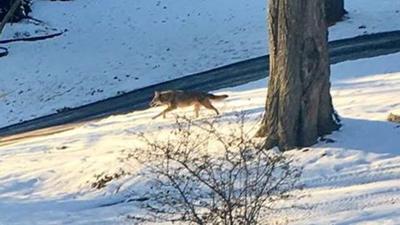 Prospect residents warned after reported coyote sightings