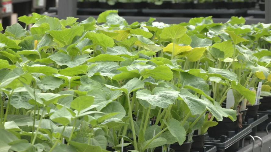 Vegetables at Wallitsch Gardens