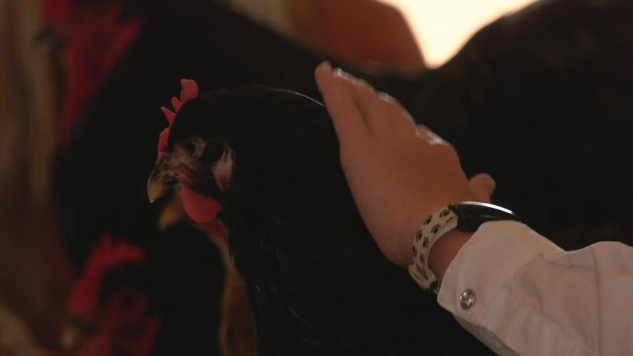 The 2023 Floyd County 4-H Fair at the Floyd County Fairgrounds in New Albany, Indiana