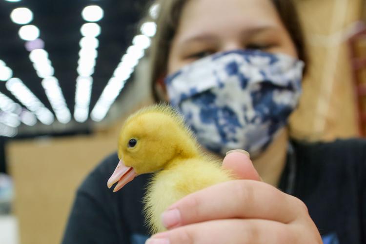 KY STATE FAIR - FILE  BABY DUCKS.jpg