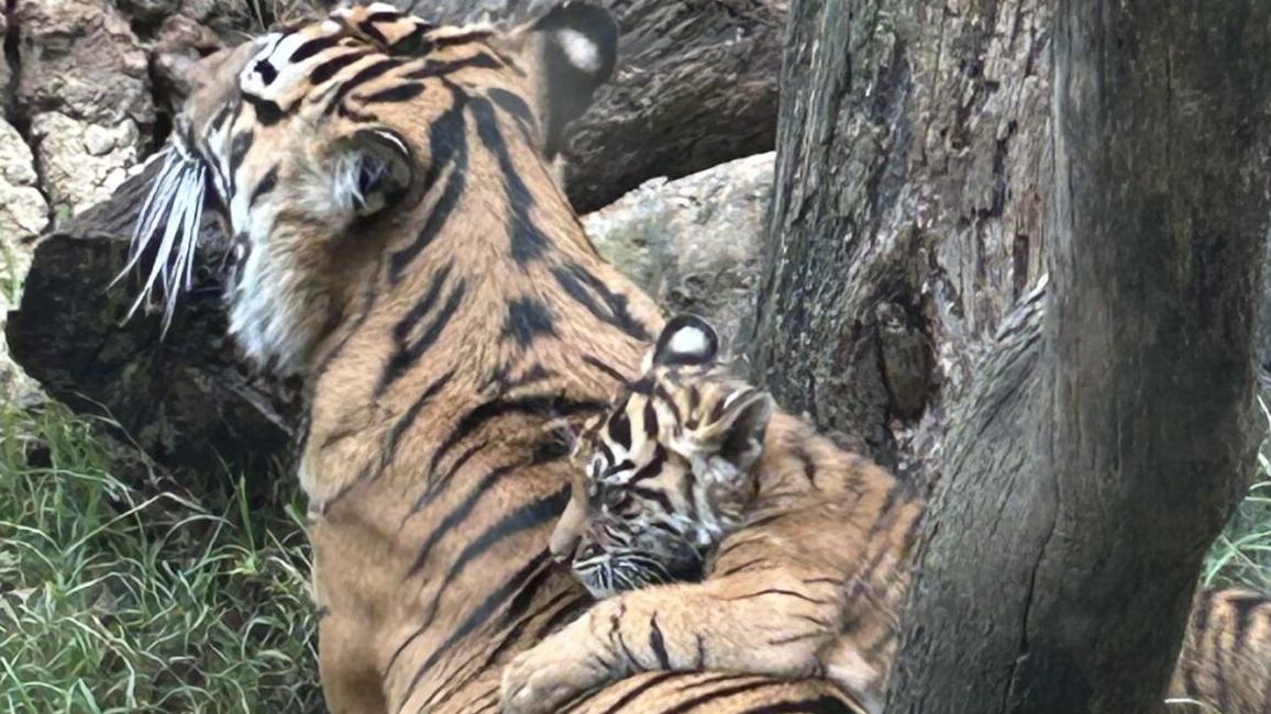 New tiger cub debuts at Louisville Zoo - 10.1.24