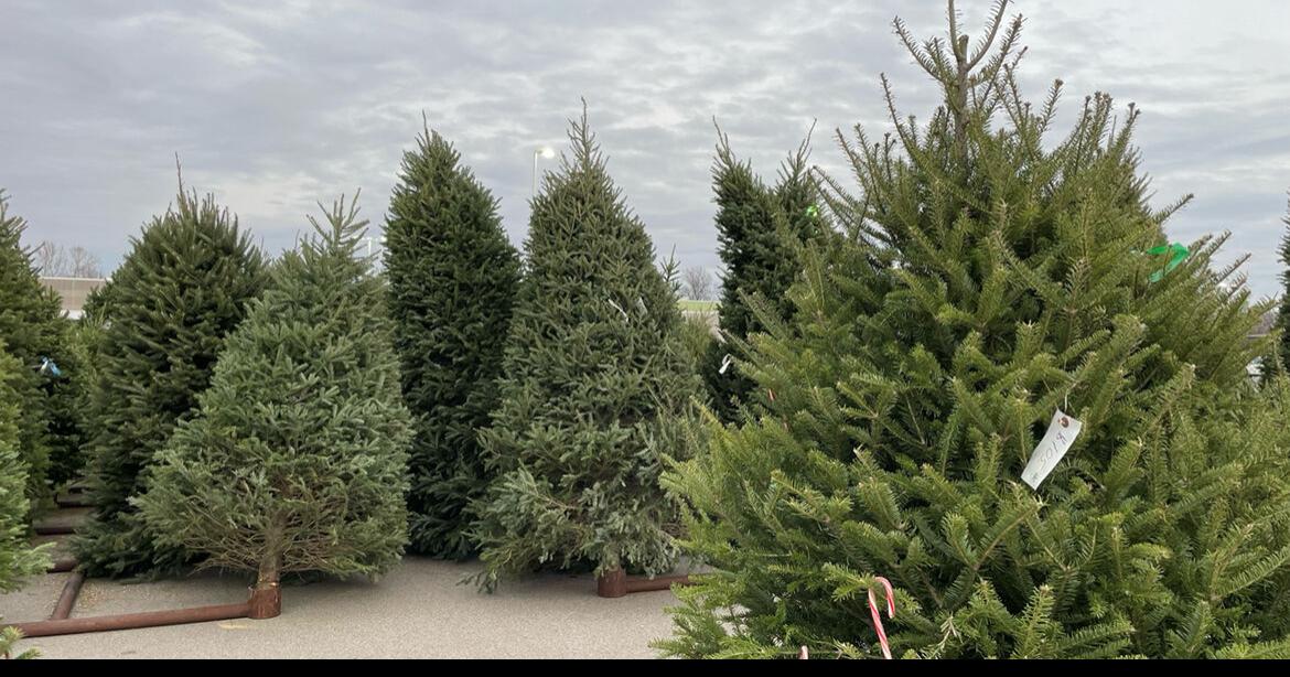 Jeffersonville Christmas tree lot sees increased demand on Thanksgiving