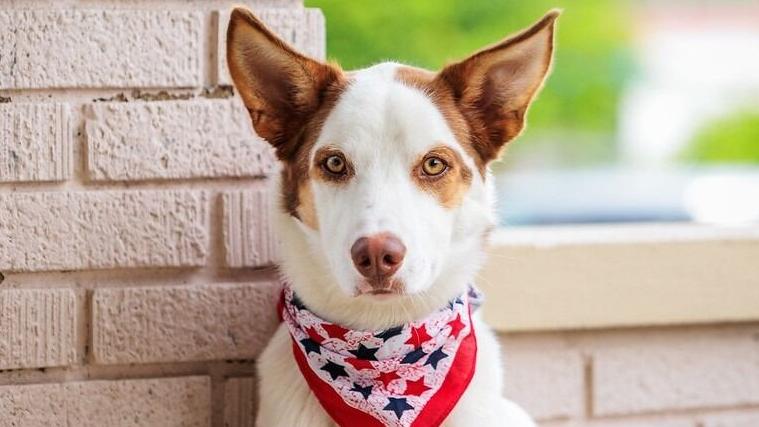 Red the Dog up for adoption at KHS