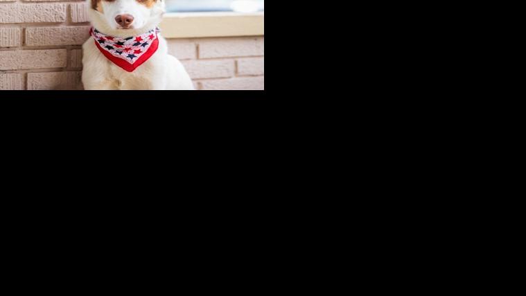 Red the Dog up for adoption at KHS