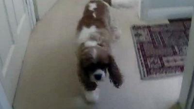 Toby the cocker spaniel