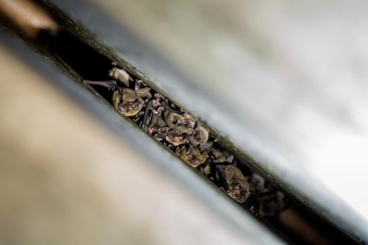 KYTC-210812 Bat Bridge 4.jpeg