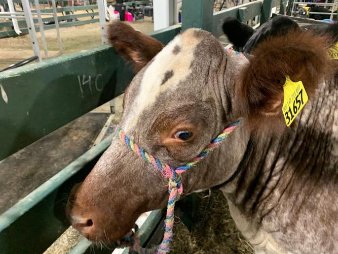 Corydon, Indiana has hosted the Harrison County Fair for 163 years