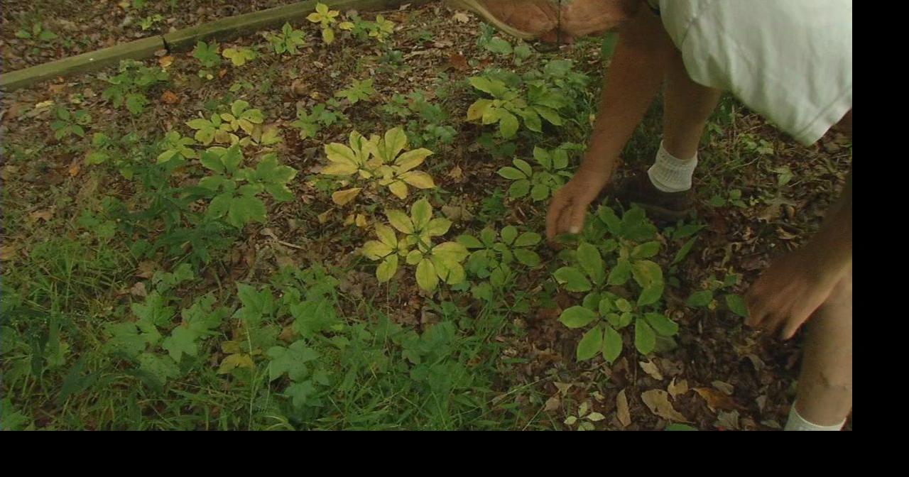 Ginseng valued at 350 per pound as harvesting season begins News