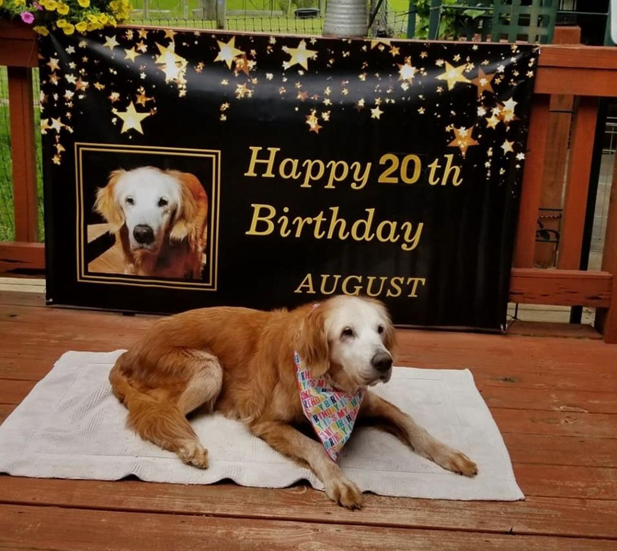 Tennessee Dog Turns 20 Sets Record For Oldest Living Golden Retriever In History Morning Wdrb Com
