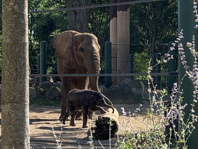 LOUISVILLE ZOO - BABY ELEPHANT DEBUT - MIKKI - 9-5-19  (4).jpg